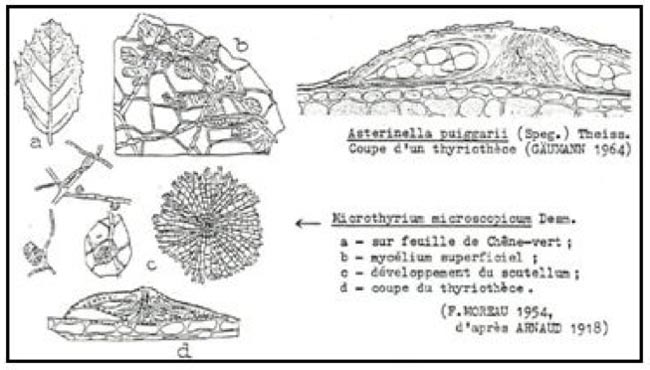 Thyriothèce